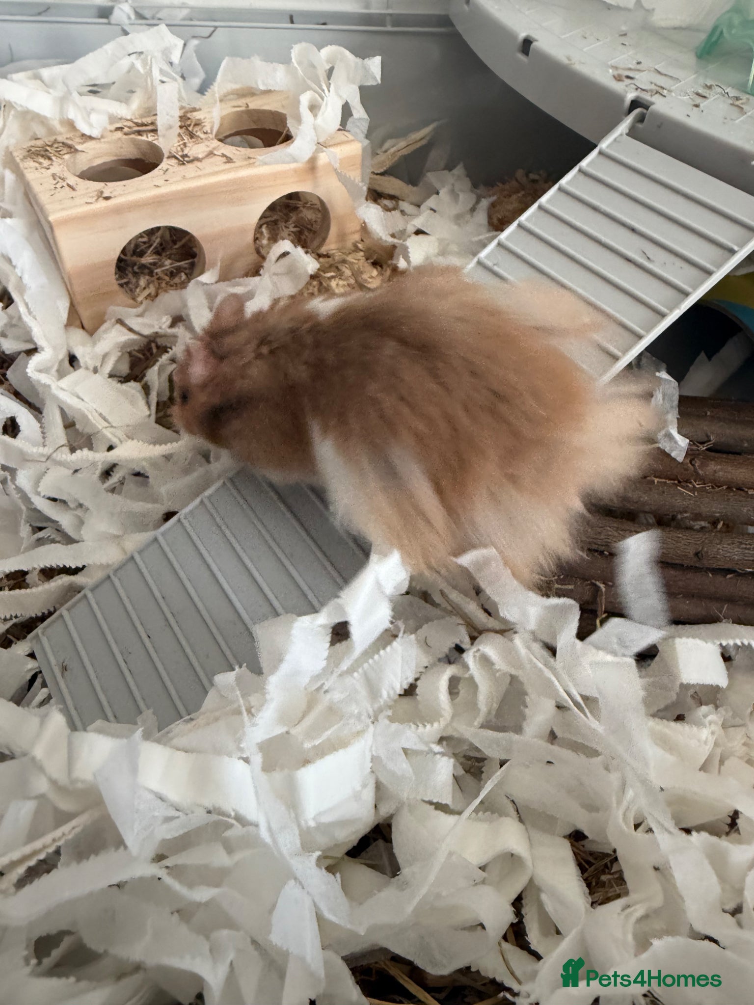 Hamster rodents for sale: Syrian hamster  in Shaftesbury - Advert 2
