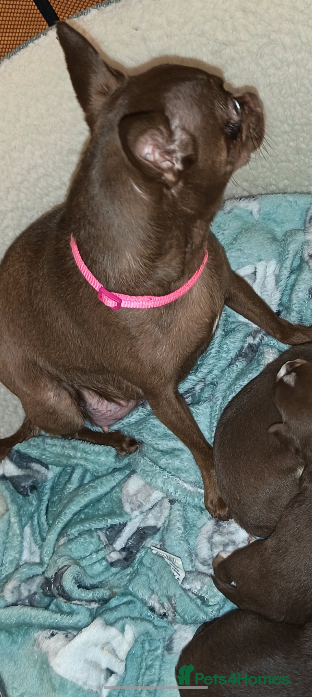 Chihuahua dogs Chihuahua puppies - Advert 1