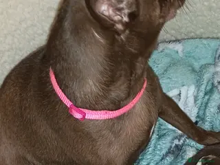 Chihuahua dogs Chihuahua puppies - Advert 9