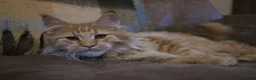 Maine Coon cats for sale: TICA Registered Maine Coon Kittens  - Advert 15