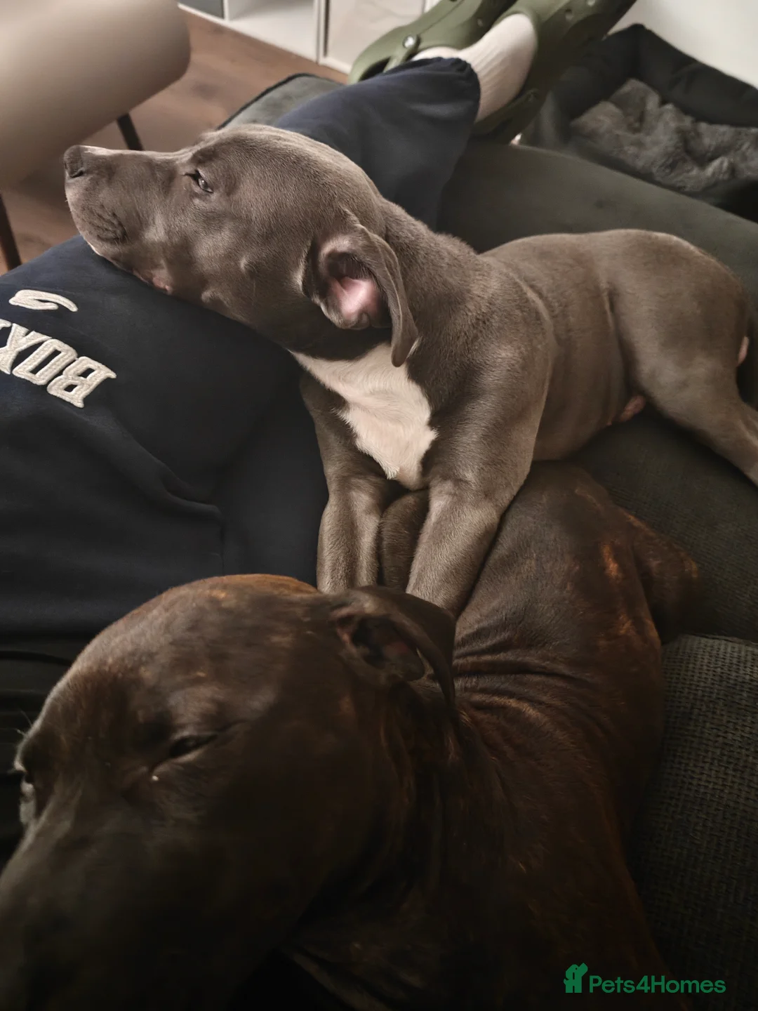 Mixed Breed dogs for sale: 2 Boy Staffys - Advert 7