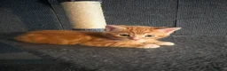 Mixed Breed cats for sale: 1 male ginger tabby kitten  - Advert 2