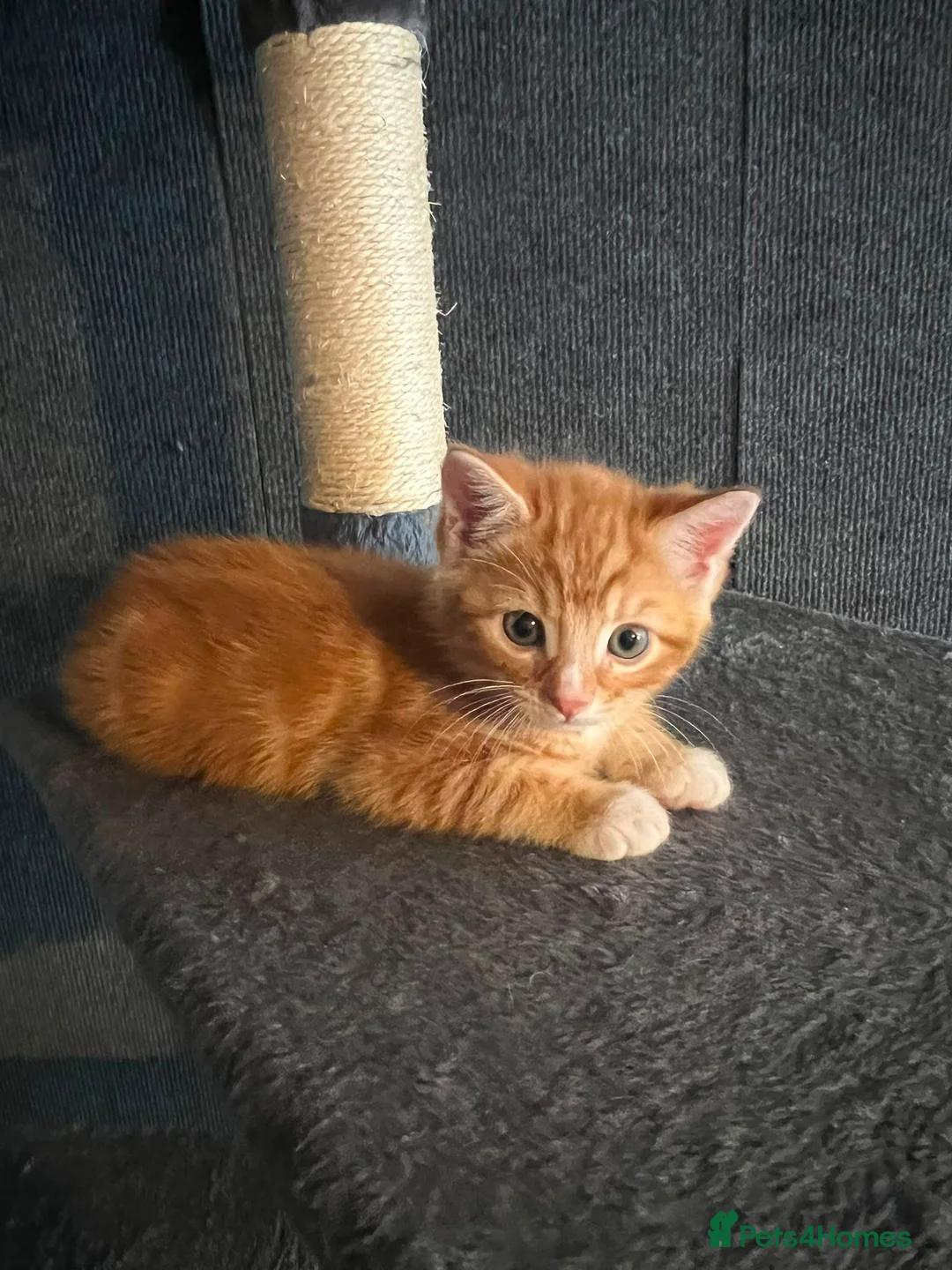 Mixed Breed cats for sale: 1 male ginger tabby kitten  - Advert 2