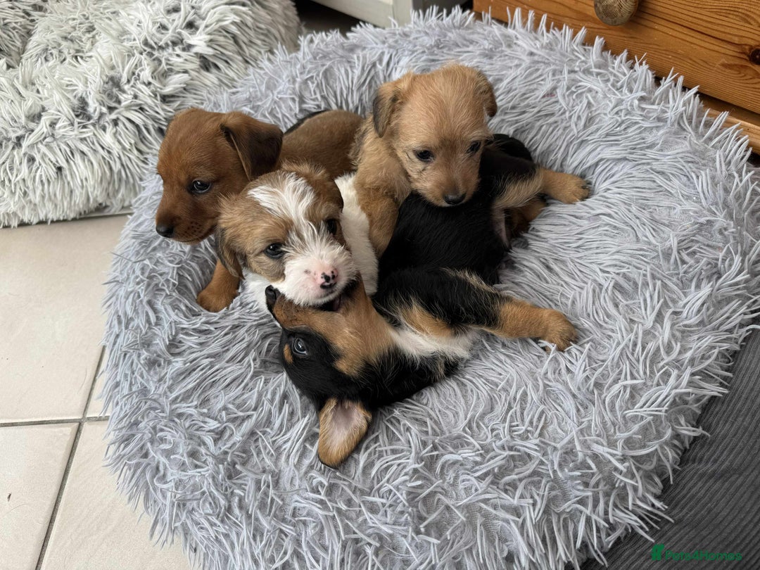 Mixed Breed dogs for sale: Jack Russel x Lucas Terrier Puppies - Image 12