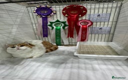 British Shorthair cats for sale: Red & white boys ready now  - Image 11