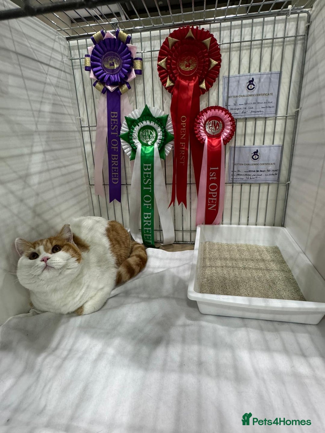 British Shorthair cats for sale: Red & white boys ready now  - Image 11