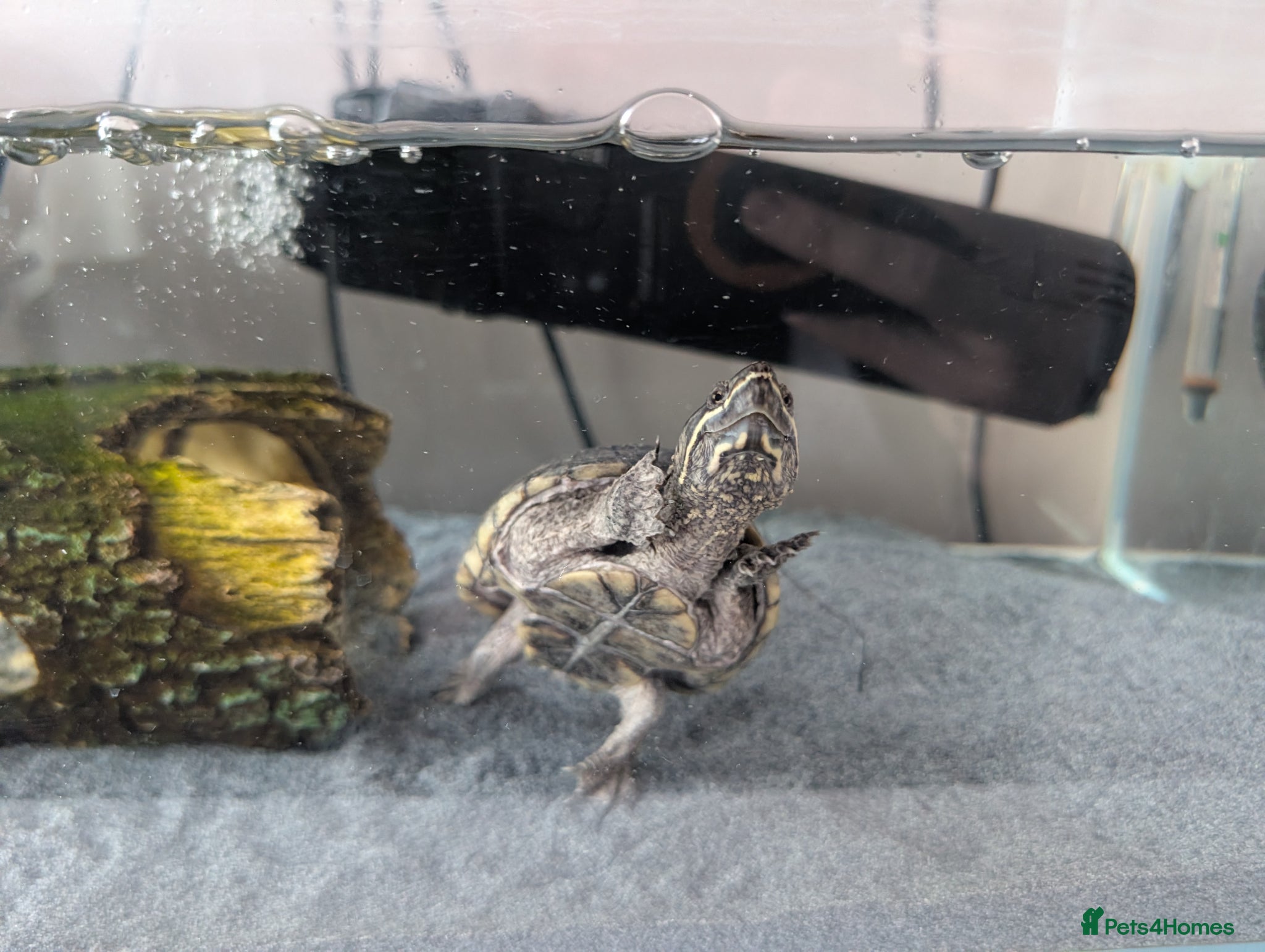 Turtle reptiles Musk turtle  - Advert 15