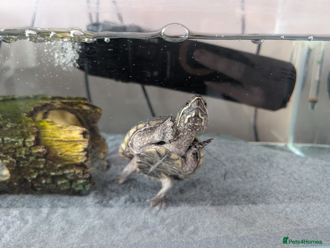 Turtle reptiles for sale: Musk turtle  - Advert 1