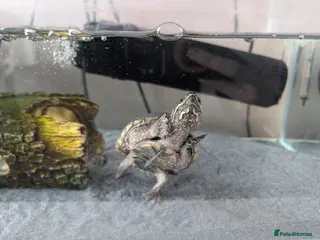 Turtle reptiles Musk turtle - Advert 15