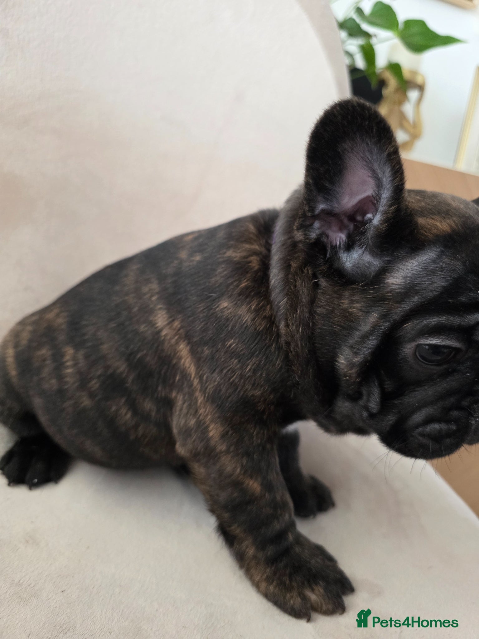 French Bulldog dogs for sale: 🐶 Puppies Ready for Their Forever Homes  - Advert 5