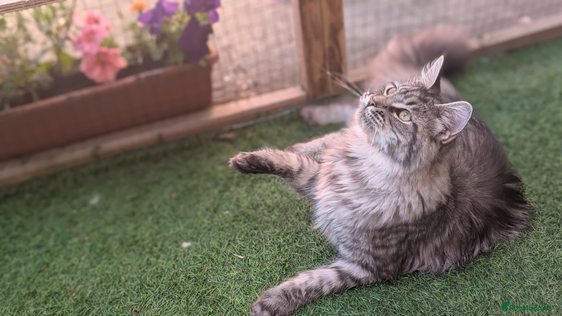 Maine Coon cats Active, large Maine coon female  - Advert 6