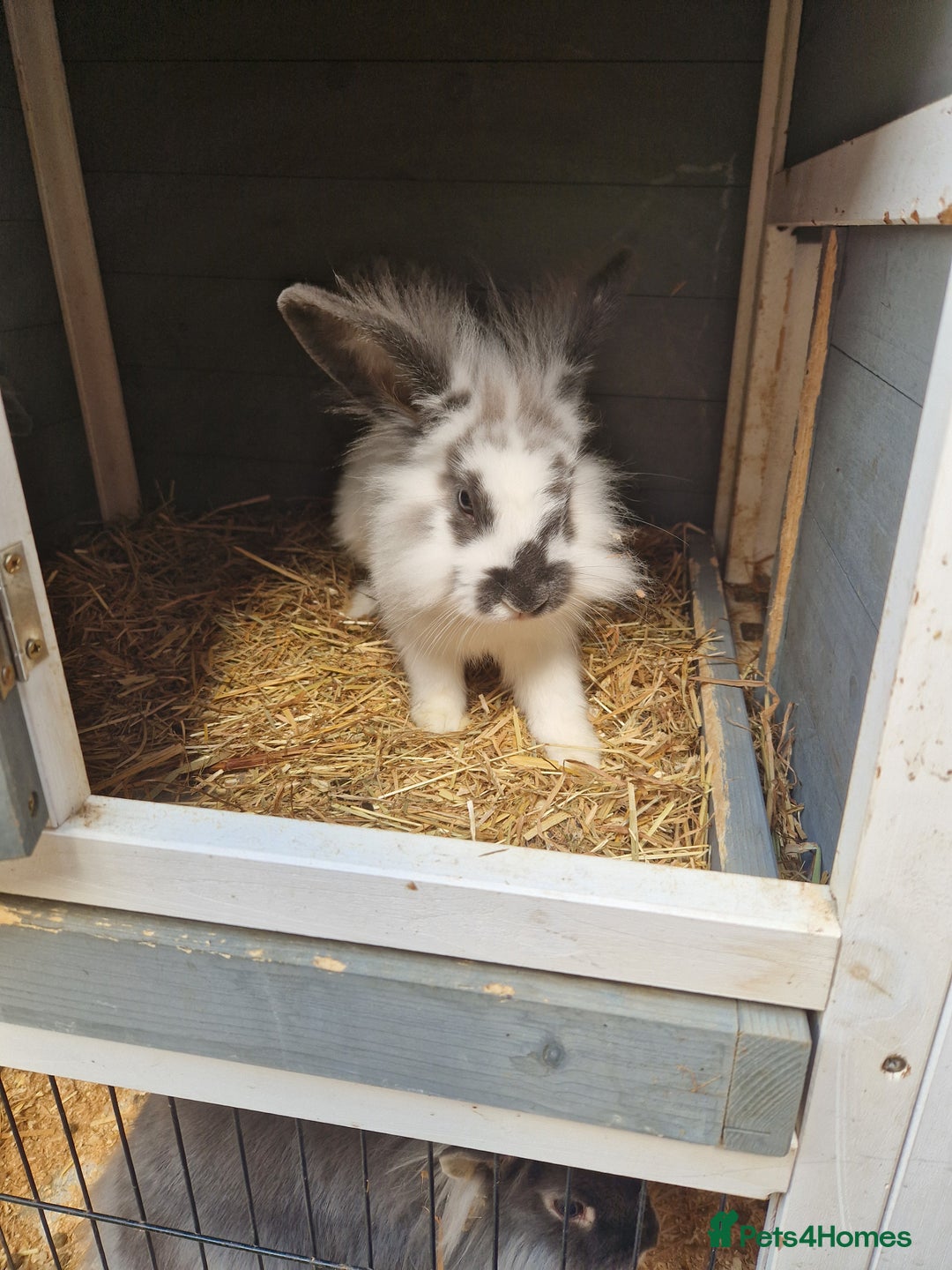 Lionhead rabbits for sale: 2x Baby Lionhead Females With Large Cage - Image 2