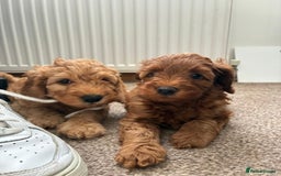 Cockapoo dogs for sale: Westcraigs Cockapoos - Image 11