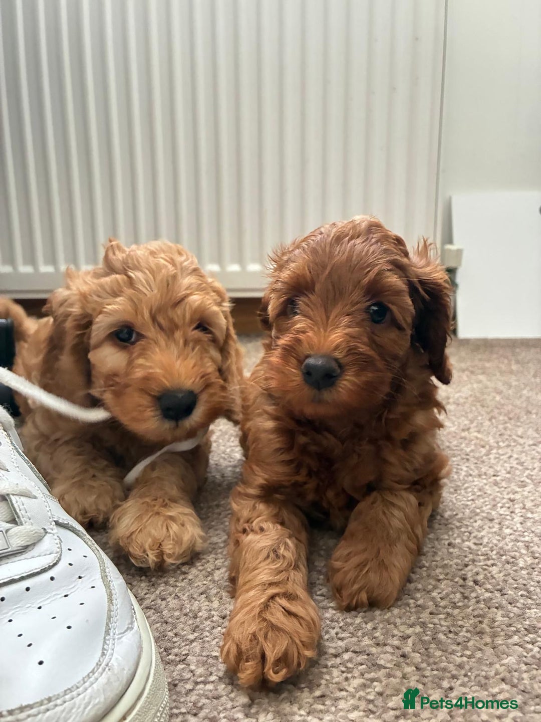 Cockapoo dogs for sale: Westcraigs Cockapoos - Image 11