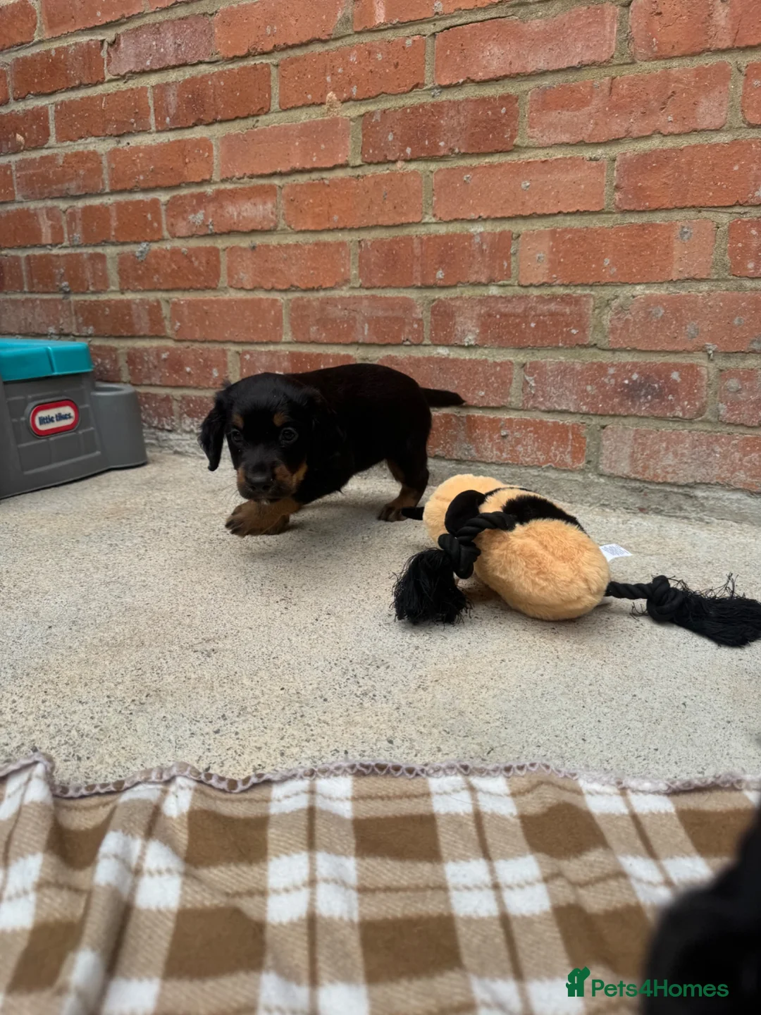 Cocker Spaniel dogs for sale: Exceptional working line KC Cocker spaniel pups - Advert 10