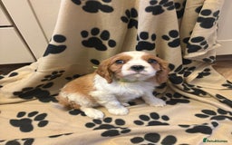 Cavalier King Charles Spaniel dogs for sale: ✨Adorable King Charles Cavalier Puppies✨READY NOW✨ - Advert 13