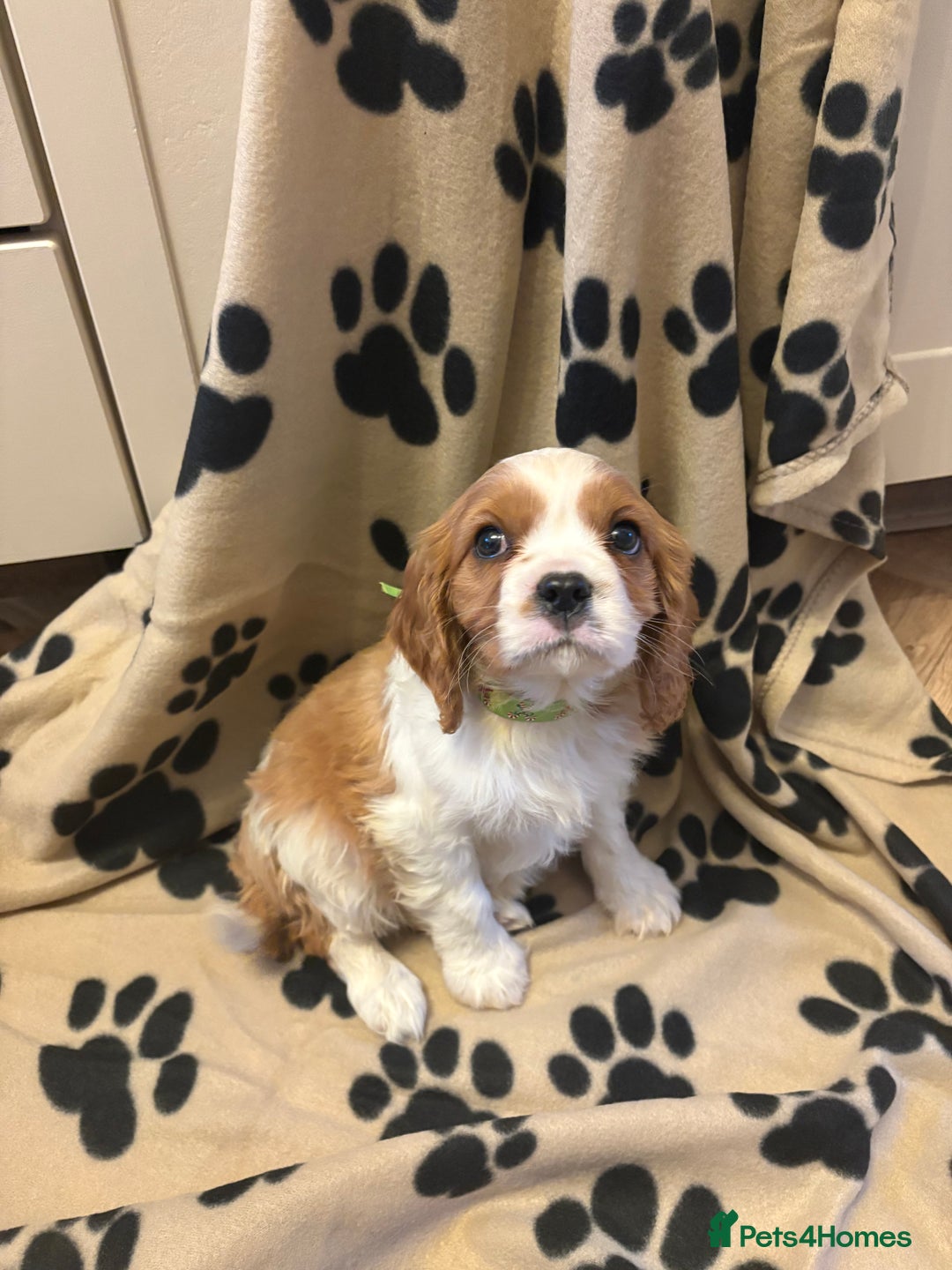 Cavalier King Charles Spaniel dogs for sale: ✨Adorable King Charles Cavalier Puppies✨READY NOW✨ - Advert 13