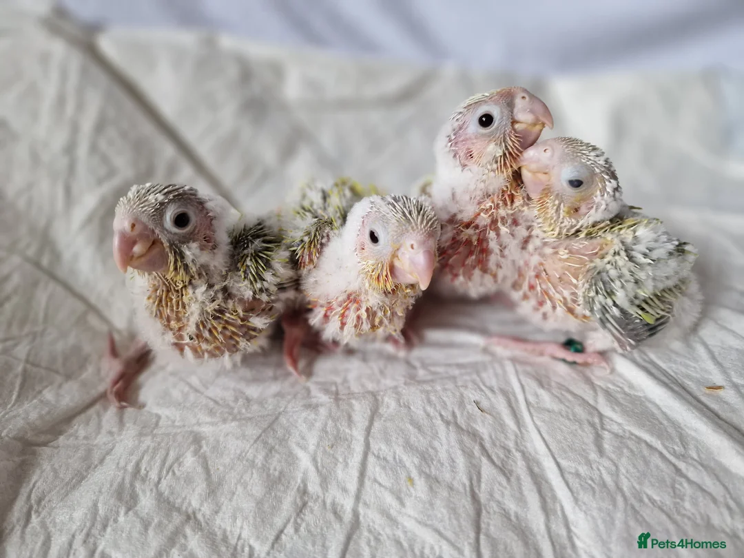 Conures birds for sale: Adorable fully hand reared baby conures!!  - Advert 6