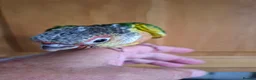 Conures birds for sale: Pineaplle, greencheek, and yellow sided conures  - Advert 20