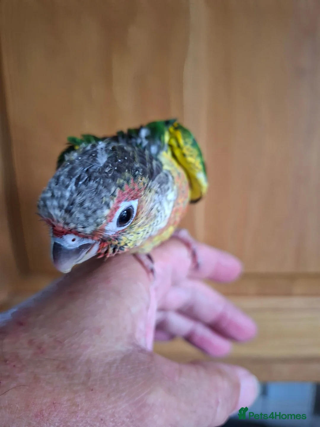 Conures birds for sale: Pineaplle, greencheek, and yellow sided conures  - Advert 20