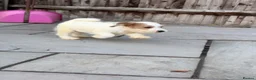 Jack Russell dogs for sale: 3 male Jack Russell puppies  - Advert 14