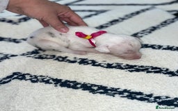 Whippet dogs for sale: Collie X whippet X whippet  - Image 3