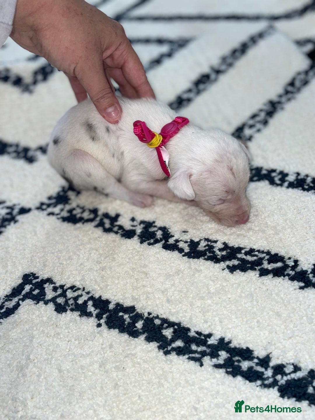 Whippet dogs for sale: Collie X whippet X whippet  - Image 3