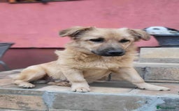 Mixed Breed dogs for adoption: BARLEY, 6mo, small - loves dogs, kids,cats/loving - Image 6