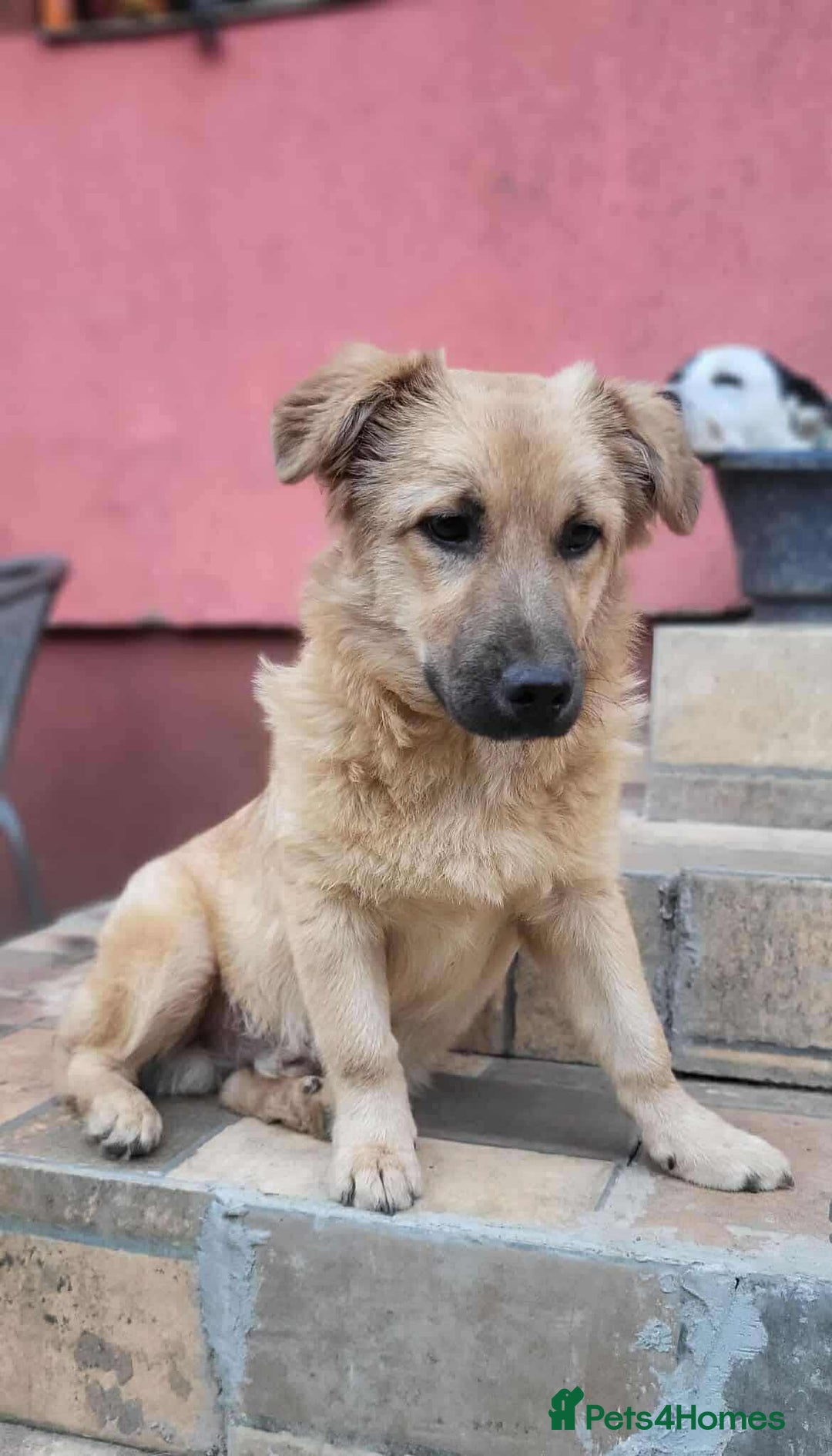 Mixed Breed dogs for adoption: BARLEY, 6mo, small - loves dogs, kids,cats/loving - Image 6