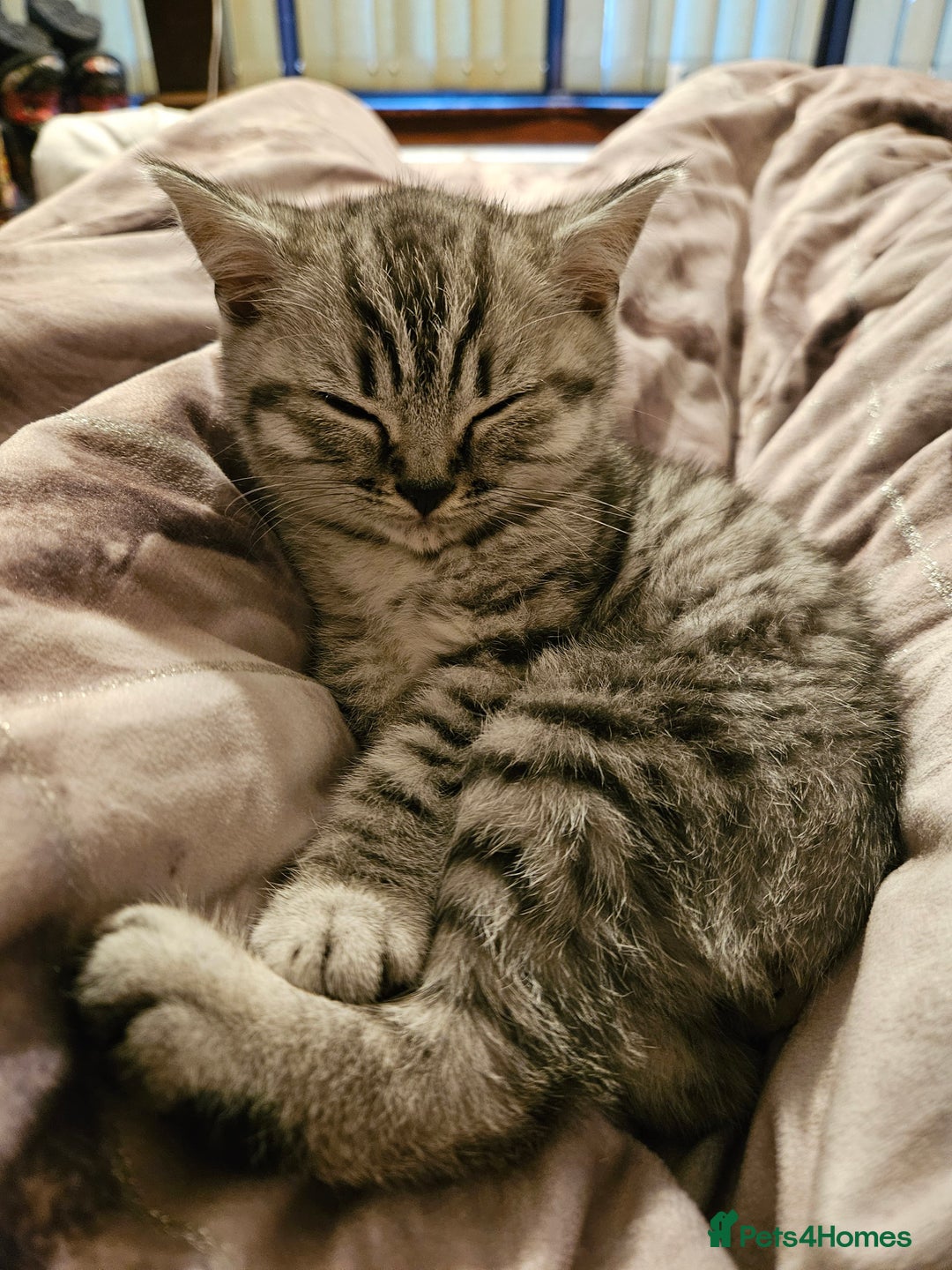 British Shorthair cats for sale: GCCF Reg Chocolate Silver Spotted Tabby BSH Boys - Image 5