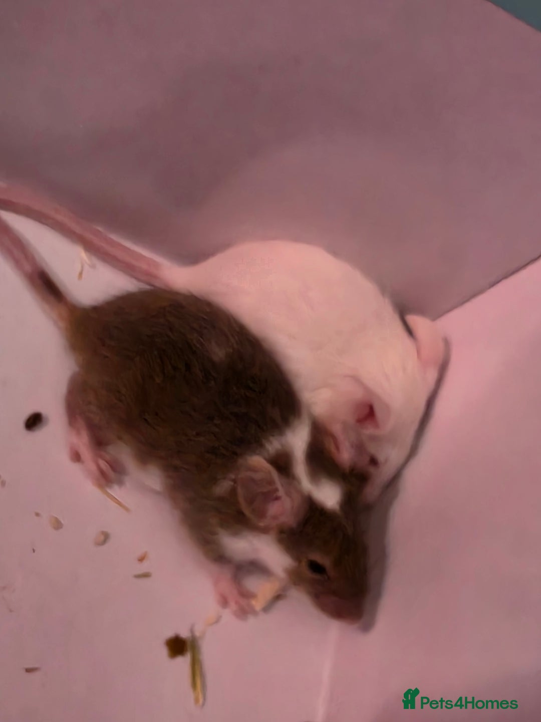 Mouse rodents for sale: Male and female mice  - Advert 6