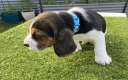 Beagle dogs for sale: Beagle puppies pure breed  - Image 2