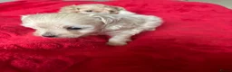 Maltipoo dogs for sale: Beautiful Maltipoos  - Advert 10