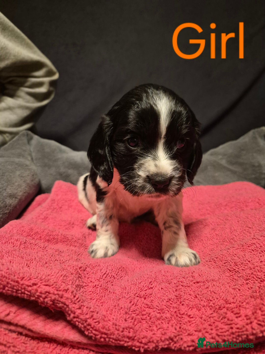 Mixed Breed dogs for sale: Sproker spaniel cross Cavalier King Charles  - Advert 22