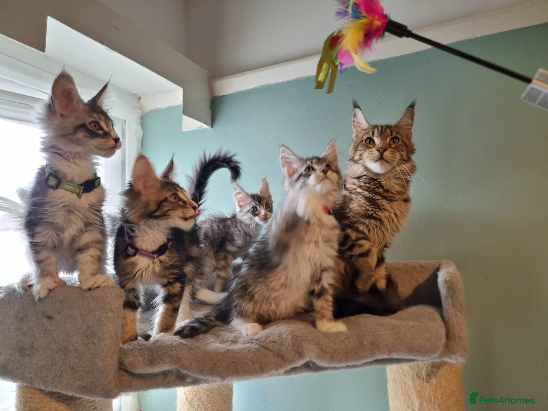 Maine Coon cats Tica!! Amazing kittens - Advert 4