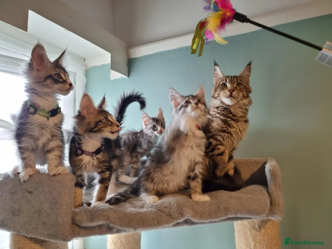 Maine Coon cats for sale: Tica!! Amazing kittens - Advert 1