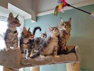 Maine Coon cats Tica!! Amazing kittens - Advert 2