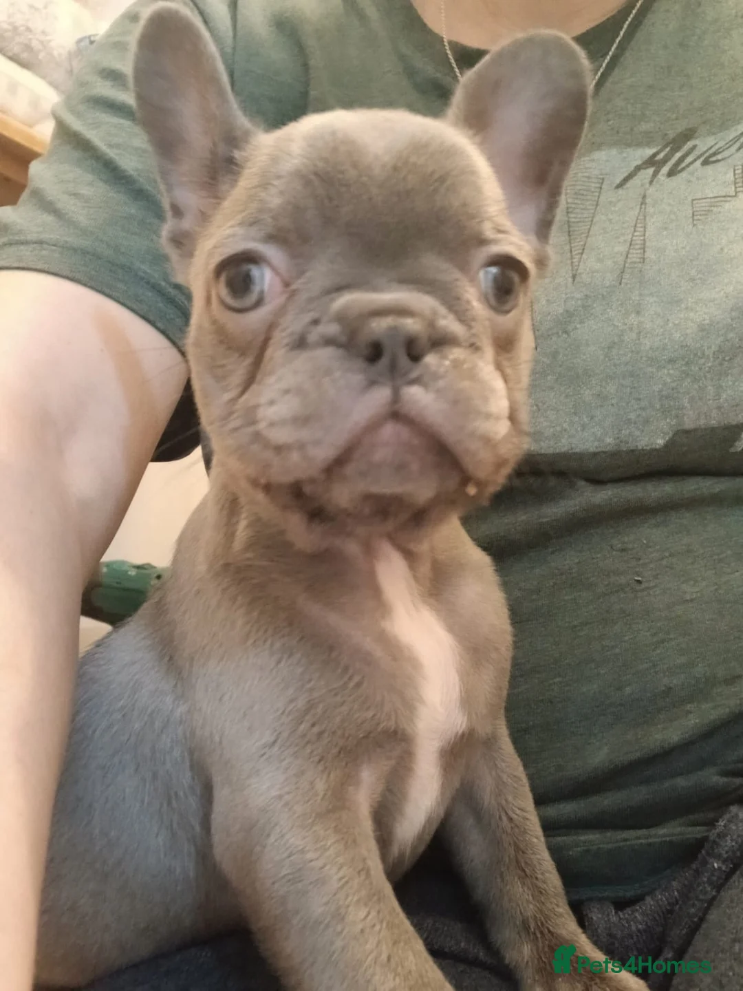 French Bulldog dogs for sale: 2 Girl  - Advert 6