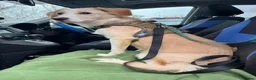 Mixed Breed dogs for adoption: Sweet Little OLAF – Hit and Run 😡 - Advert 20