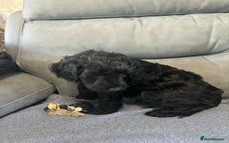 Cockapoo dogs for sale: Male F2 Cockapoo Puppy Ready for His Forever Home! - Advert 2