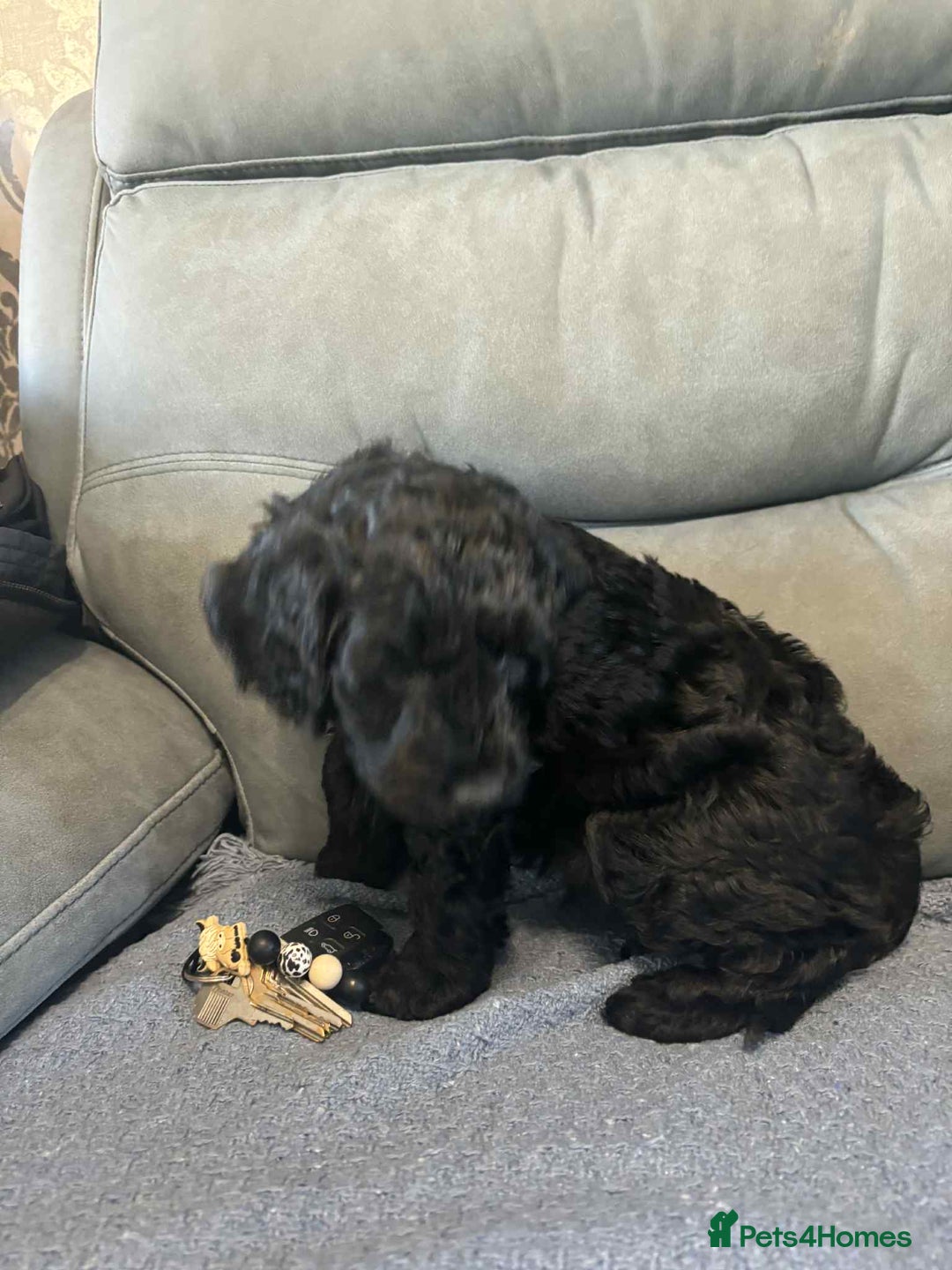 Cockapoo dogs for sale: Male F2 Cockapoo Puppy Ready for His Forever Home! - Advert 2