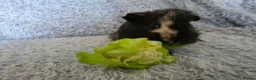Guinea Pig rodents for sale: 2 boys bonded  - Advert 4