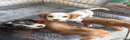 Cocker Spaniel dogs for sale: Outstanding cocker spaniel puppies - Advert 10
