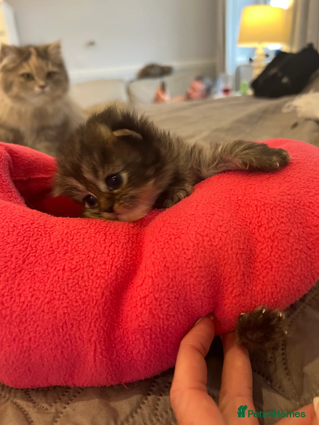 Persian cats for sale: *Last 2* Gorgeous litter of Persians  - Advert 17