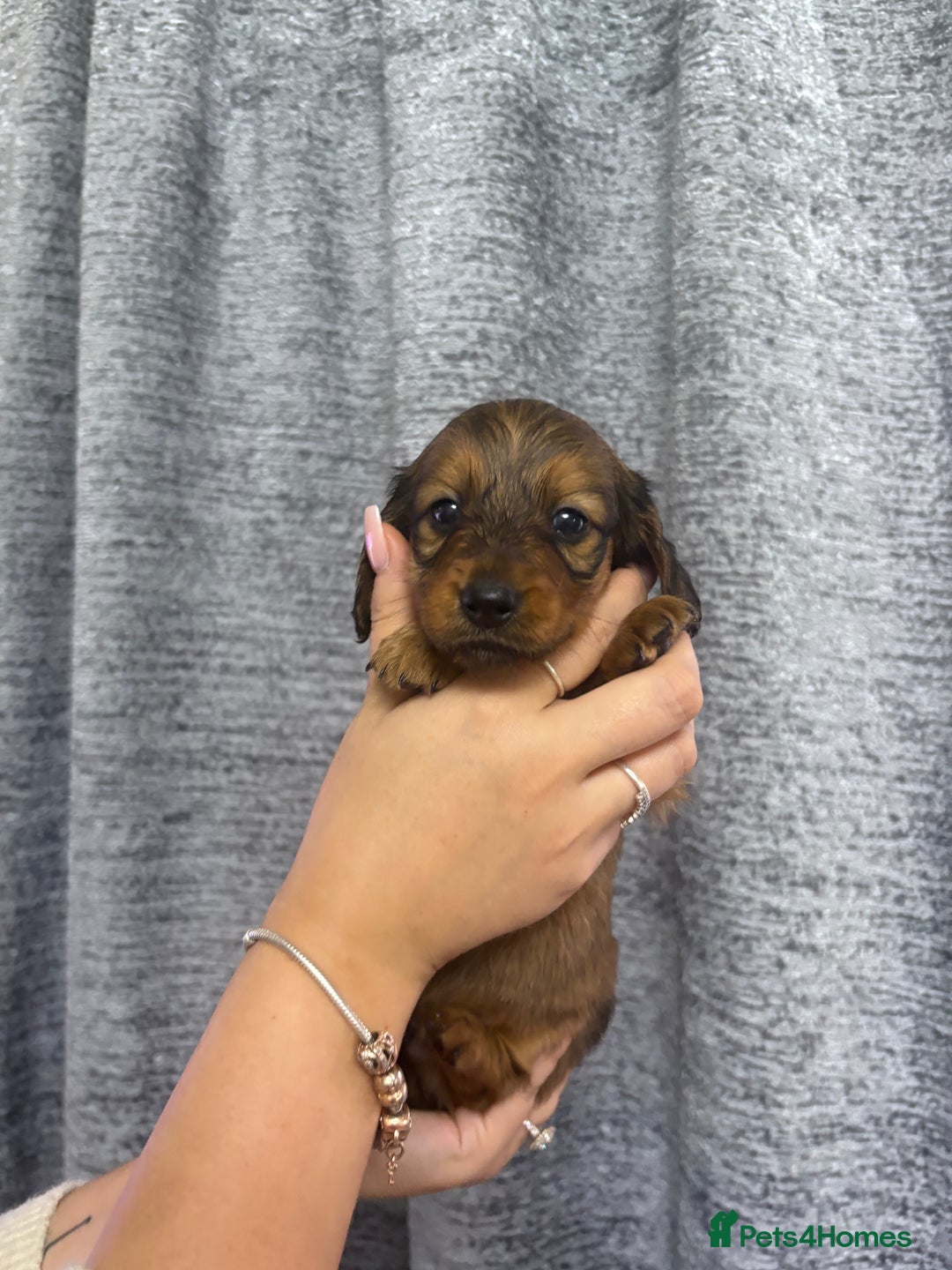 Miniature Dachshund dogs for sale: Amazing Champ Bloodlines Mini Dachshunds ✨ - Image 10