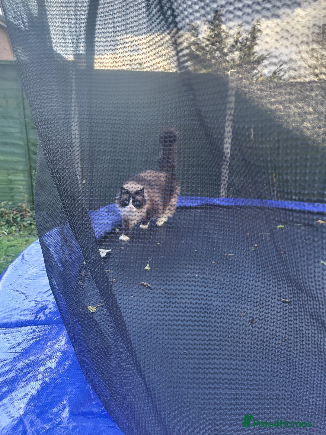 Mixed Breed cats for sale: Hella and Loki - Image 19