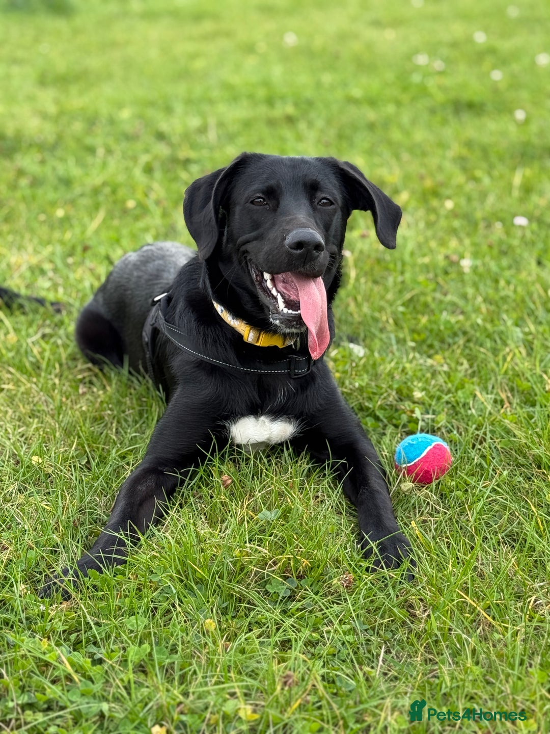 Mixed Breed dogs for sale: Amazing 10 month puppy  - Advert 1