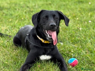 Mixed Breed dogs Amazing 10 month puppy - Advert 1