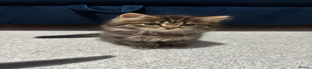 British Longhair Kitten 6