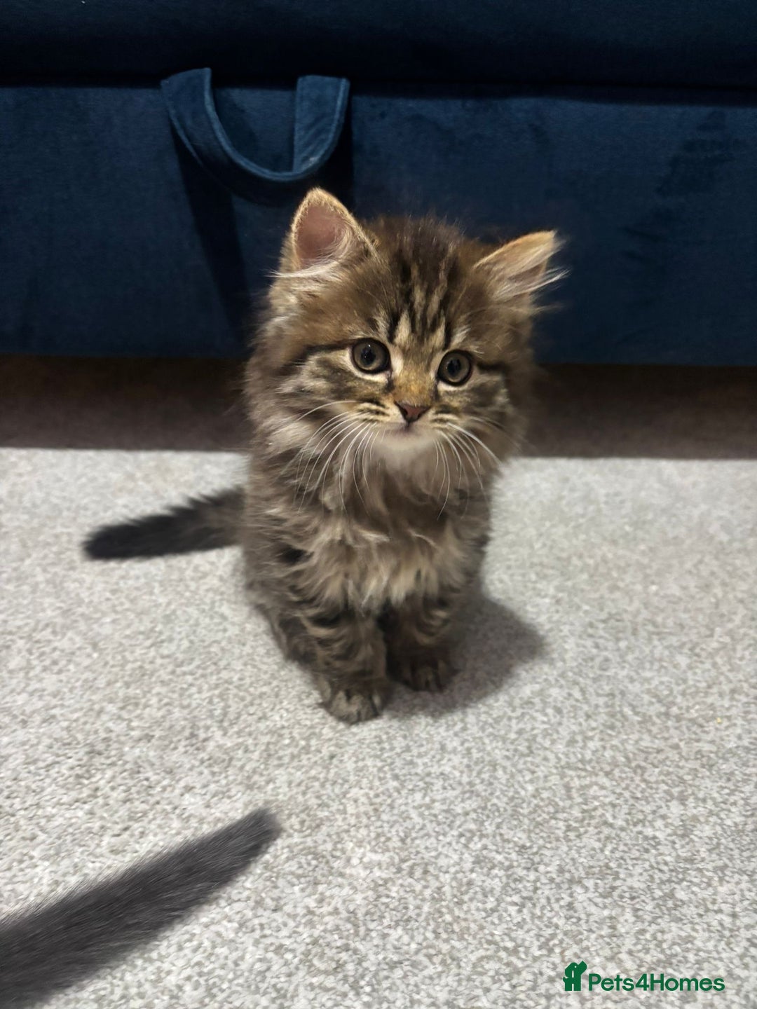 British Longhair cats for sale: British longhair X British Blue - Image 7